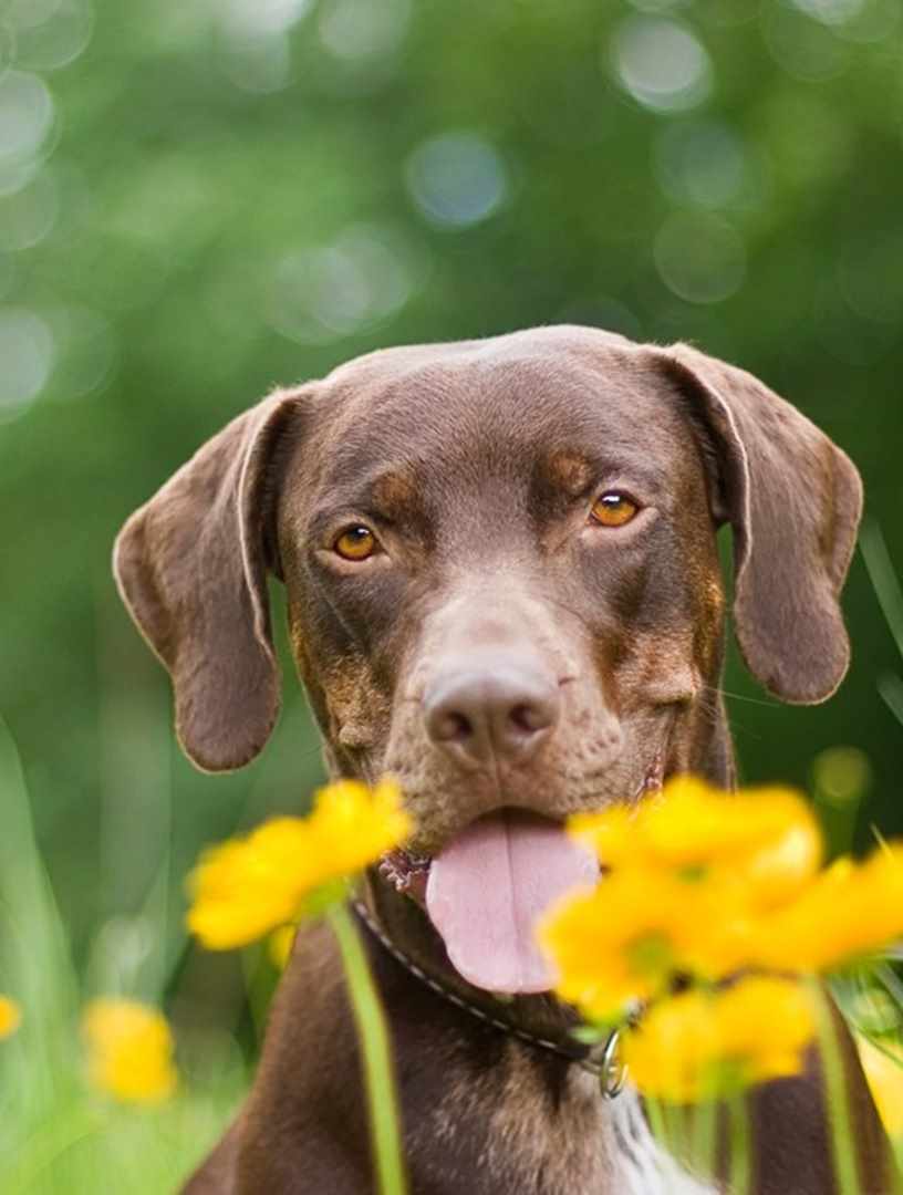 Dog Dog